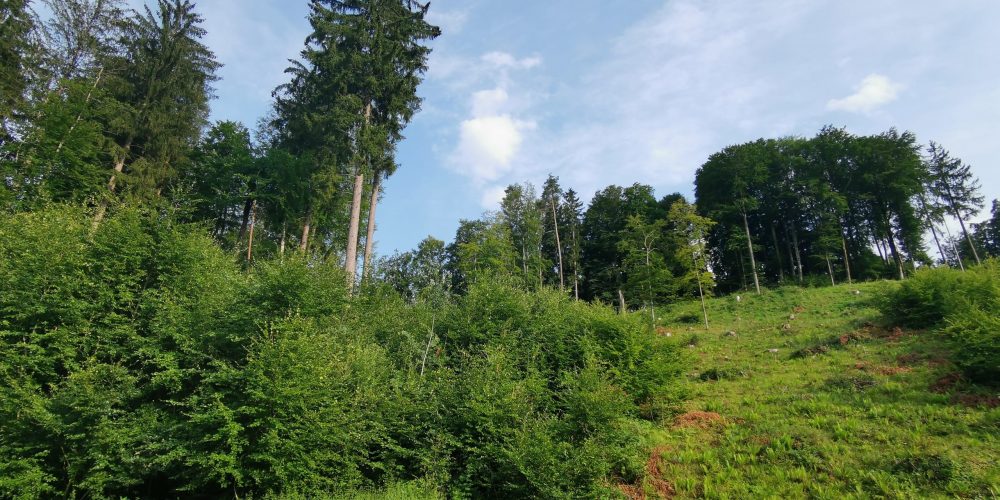 Private Waldbesitzer beraten und begleiten